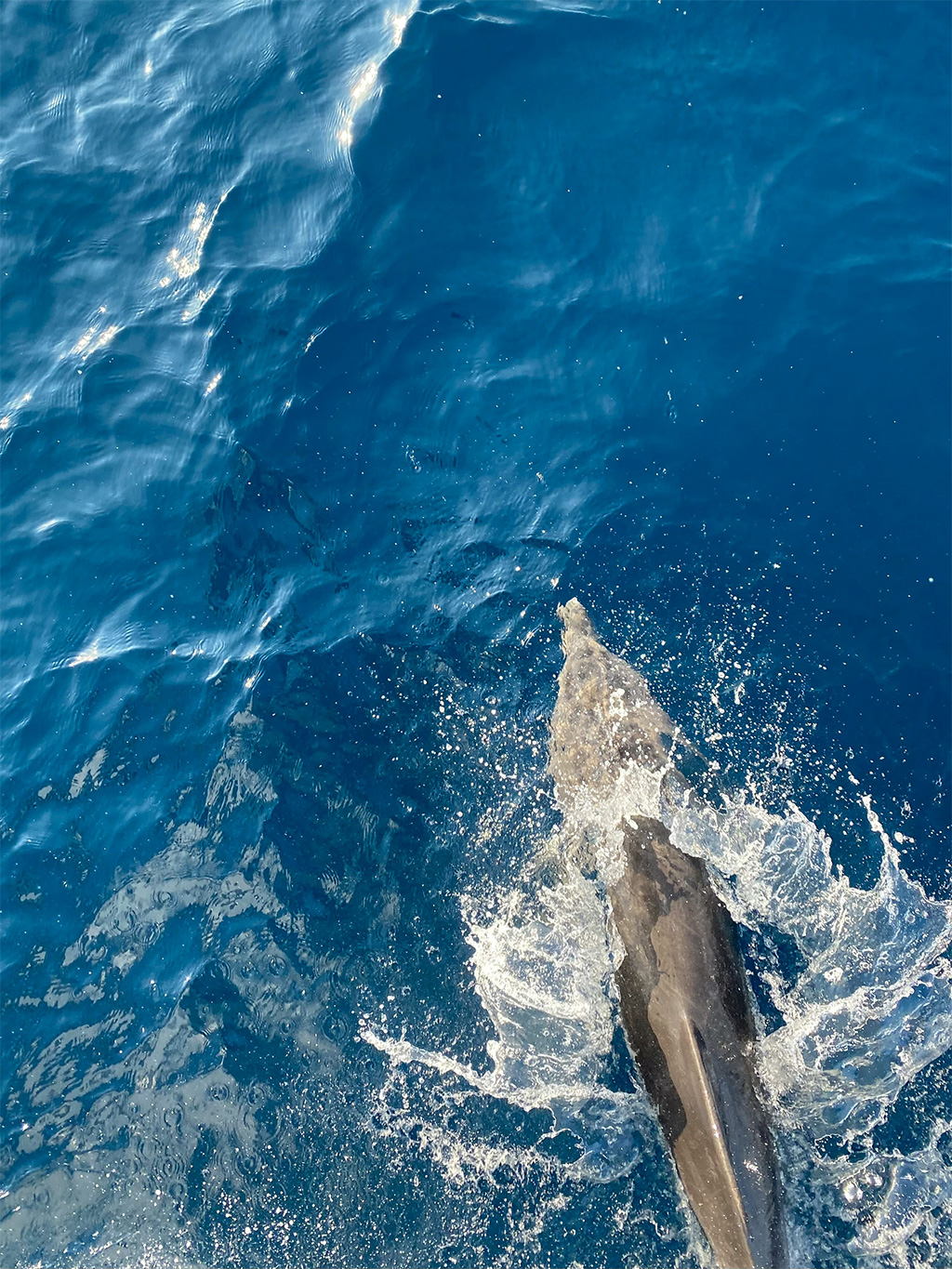 Dolphins in Hurghada's Red Sea